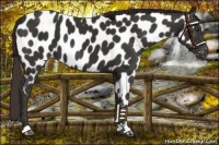 Horse Color:Liver Chestnut Near Leopard 