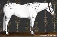 Horse Color:Brown Roan Splash Frame Appaloosa 