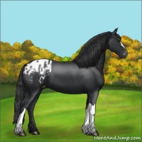 Horse Color:Black Appaloosa 