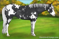 Horse Color:White Spotted Silver Black Chinchilla Splash 