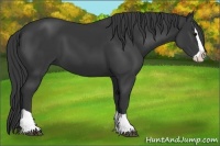 Horse Color:Black Splash