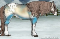 Horse Color:Chocolate Palomino Onyx Sabino Appaloosa