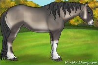 Horse Color:Blue Onyx 