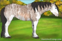 Horse Color:Bay Ice Splash 