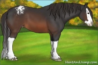 Horse Color:Brown Splash Appaloosa 
