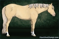 Horse Color:Gold Cream Champagne Roan Rabicano