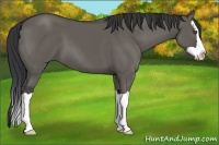 Horse Color:Grullo Splash 
