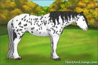 Horse Color:Blue Roan Splash Near Leopard