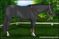 Horse Color:Black Appaloosa  and Black Appaloosa