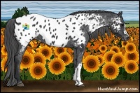 Horse Color:Black Appaloosa Rabicano 
