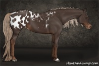 Horse Color:Liver Chestnut Appaloosa