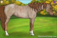 Horse Color:Red Roan Rabicano 
