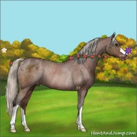 Horse Color:Silver Brown Appaloosa Rabicano 