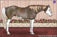 Horse Color:Liver Chestnut Splash Rabicano 