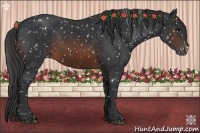 Horse Color:Brown Appaloosa 