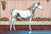 Horse Color:Gold Champagne Ice Sabino Splash Tobiano 