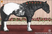 Horse Color:Black Appaloosa