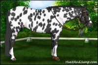 Horse Color:Black Near Leopard