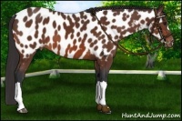 Horse Color:Bay Appaloosa