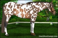 Horse Color:Buckskin Near Leopard 