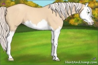 Horse Color:Silver Classic Champagne Dun Splash