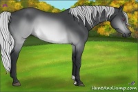 Horse Color:Silver Brown Chinchilla 