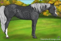 Horse Color:Silver Black Chinchilla 