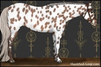 Horse Color:Silver Bay Roan Near Leopard 