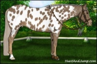 Horse Color:Chocolate Palomino Near Leopard 