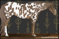 Horse Color:Chocolate Palomino Appaloosa