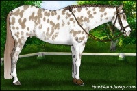 Horse Color:Buckskin Dun Sabino Appaloosa Rabicano 