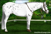 Horse Color:Black Tobiano Frame Appaloosa 