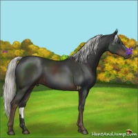 Horse Color:Liver Chestnut Rabicano
