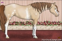 Horse Color:White Spotted Brown Pearl Dun