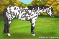 Horse Color:Grullo Appaloosa 