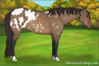 Horse Color:Bay Dun Appaloosa Brindle 