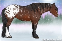 Horse Color:Brown Appaloosa 