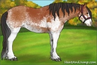 Horse Color:White Spotted Bay Splash  and White Spotted Bay Splash 