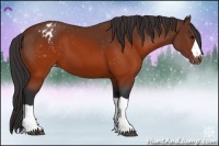 Horse Color:Brown Appaloosa 