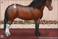Horse Color:Brown Appaloosa 