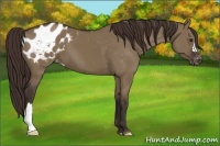 Horse Color:Liver Red Dun Appaloosa 