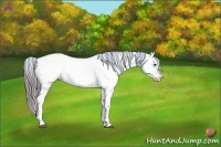 Horse Color:Painted White Spotted Bay Dun Appaloosa 