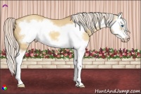 Horse Color:Silver Sable Champagne Dun Splash Frame