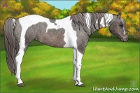 Horse Color:Brown Ice Tobiano Appaloosa 