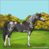 Horse Color:Black Ice Tobiano 