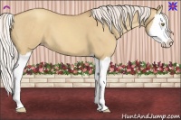 Horse Color:Silver Classic Champagne Dun Splash 