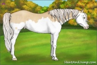 Horse Color:Silver Classic Champagne Dun Splash