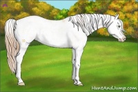 Horse Color:Gold Champagne Dun Sabino Splash 