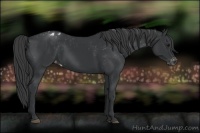 Horse Color:Black Appaloosa