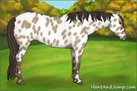 Horse Color:Liver Red Dun Appaloosa Brindle